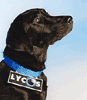 Retriever Lycos